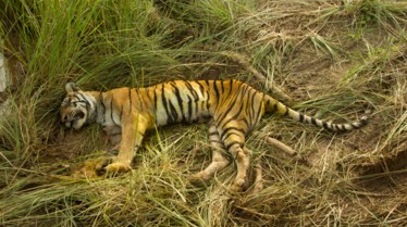 le tigre le plus celebre (3).jpg