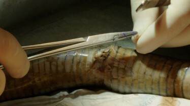 Snakes in th city (3).jpg