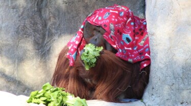 Au coeur du zoo (2).jpg