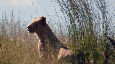 Le retour du lion (1).JPG
