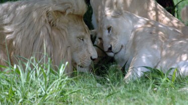 Le retour du lion (2).JPG
