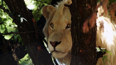 Le retour du lion (3).JPG