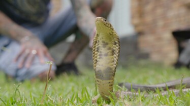 Snakes in the City (2).jpg