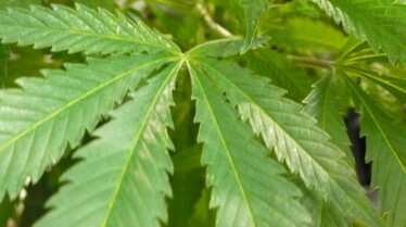 Inside cannabis medical (3).JPG