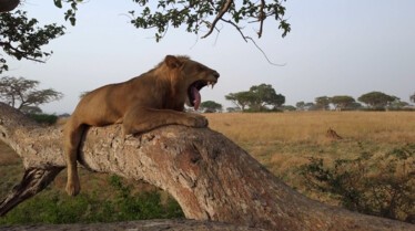 Les lions des arbres (2).jpg