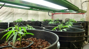 Inside cannabis medical (2).JPG