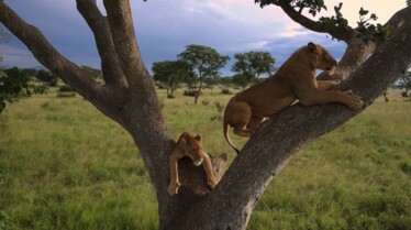 Les lions des arbres (1).jpg
