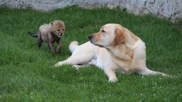 Au coeur du zoo (6).jpg