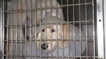 Festin de chien (1).JPG