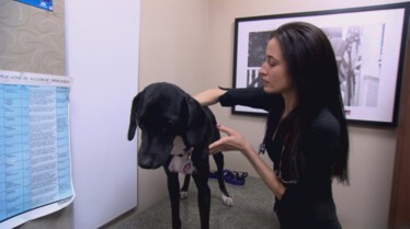 Festin de chien (2).JPG