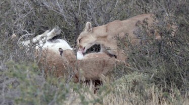 Man vs Puma (2).jpg