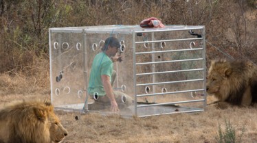 Man vs Lion (1).jpg