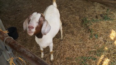 Dr Pol (2).JPG