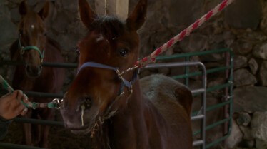 Dr Pol (1).JPG