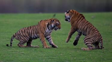 choc des tigres (3.jpg