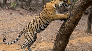 choc des tigres (1).jpg