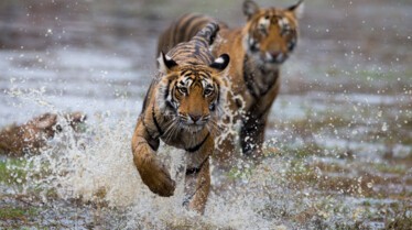 choc des tigres (2).jpg