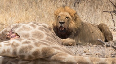 Les lions du desert (1).jpg