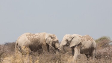 Les lions du desert (2).jpg