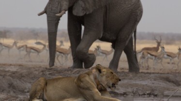 Les lions du desert (3).jpg