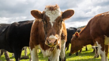 Michelle ou la vie sauvage (5).jpg