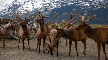 Michelle ou la vie sauvage (6).jpg