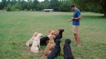 Une vie de chien (2).JPG