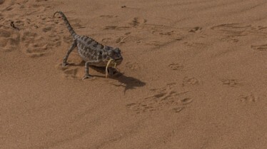 Afrique, royaume impitoyable (3).jpg