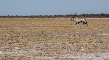 Afrique, royaume impitoyable (1).jpg