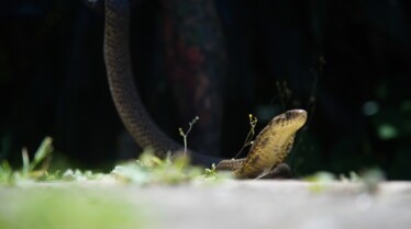 Snakes In The City (2).jpg