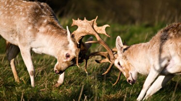 Les animaux déraillent (1).jpg
