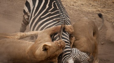 Les animaux déraillent (2).jpg