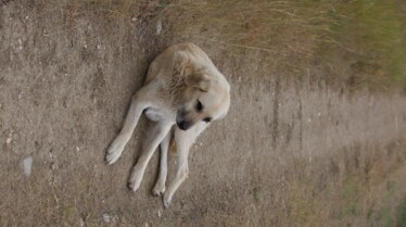 Une vie de chien  (1).jpg