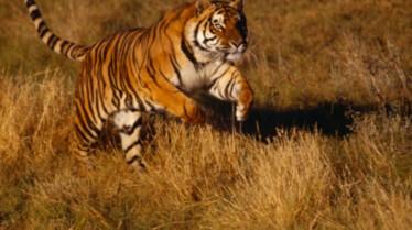 Les animaux déraillent (1).jpg