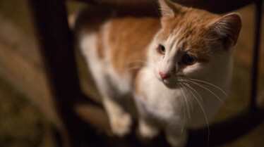 L'incroyable Dr Pol  (2).jpg