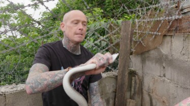 Snakes in the city (1).jpg