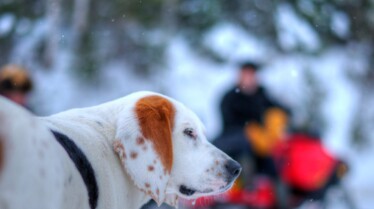 Une vie de chien (2).jpg