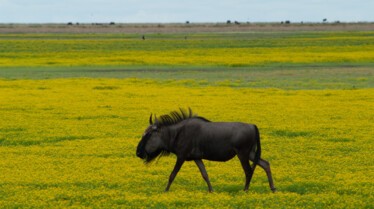 Afrique, royaume impitoyable  (1).jpg