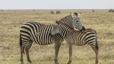 Afrique, royaume impitoyable  (2).jpg