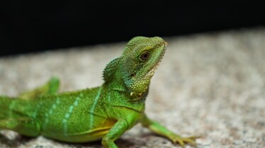La clinique des animaux exotiques  (1).jpg