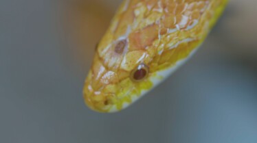 La cliniques des animaux exotiques  (3).jpg
