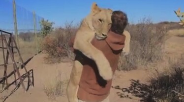 Les animaux déraillent  (3).JPG