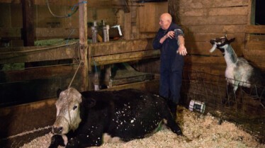 L'incroyable Dr Pol  Une journée bien remplie (2).JPG