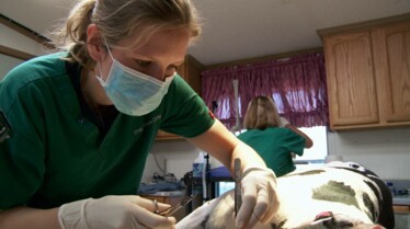 L'incroyable Dr Pol  Vive les chiots ! (3).jpg