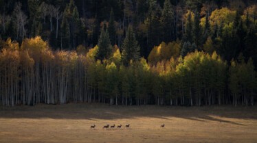 Au cœur des grands parcs américains Grand Canyon (1).JPG