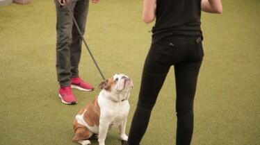 Dog Impossible (3).jpg
