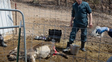 L'incroyable Dr Pol  Pluie de poules (2).jpg