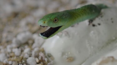 Snakes in the city (1).jpg