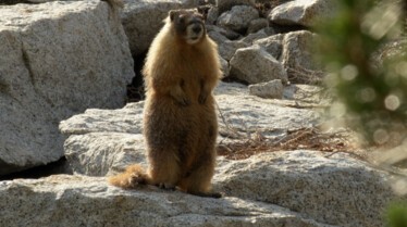 Au cœur des grands parcs américains Yosemite (3).jpg