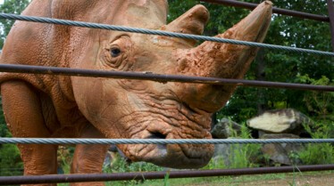 Au cœur du zoo Caroline du Nord (2).jpg
